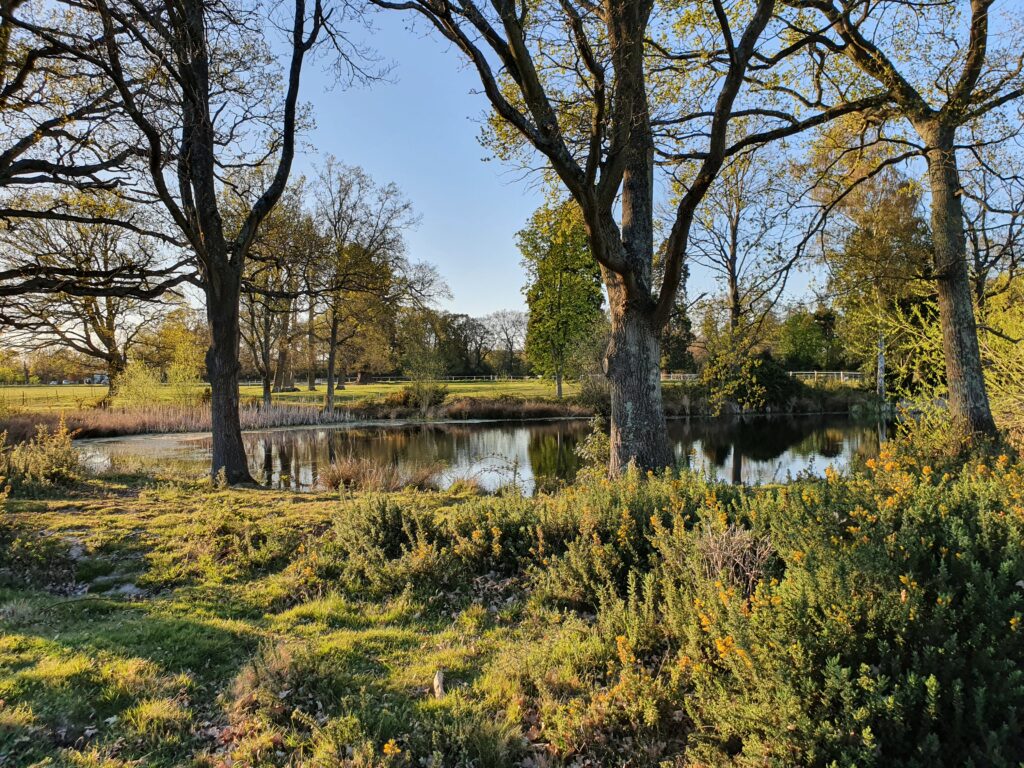 photo competition winner, pond in spencers wood