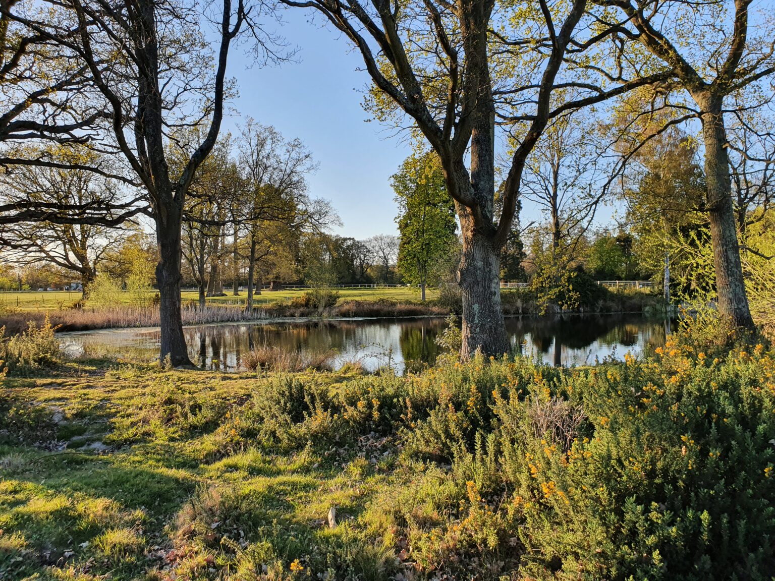 photo competition winner, pond in spencers wood