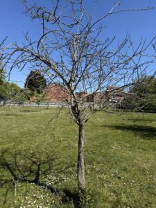 deardon orchard