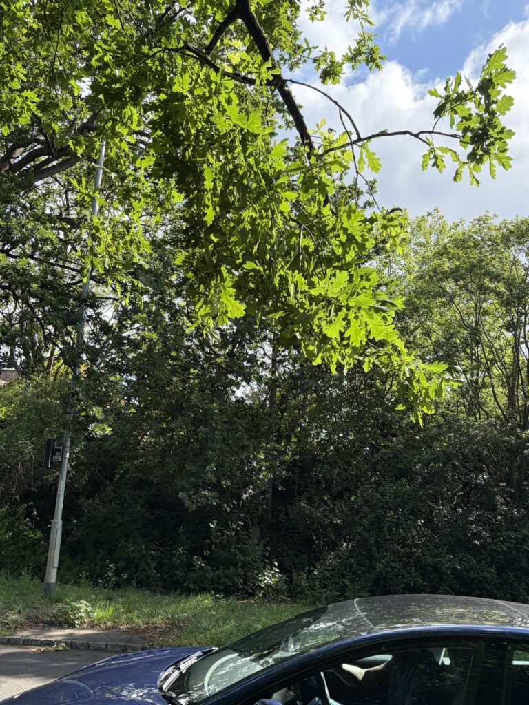 hollow lane trees